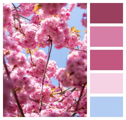 Spring Cherry Blossom Flowers Image